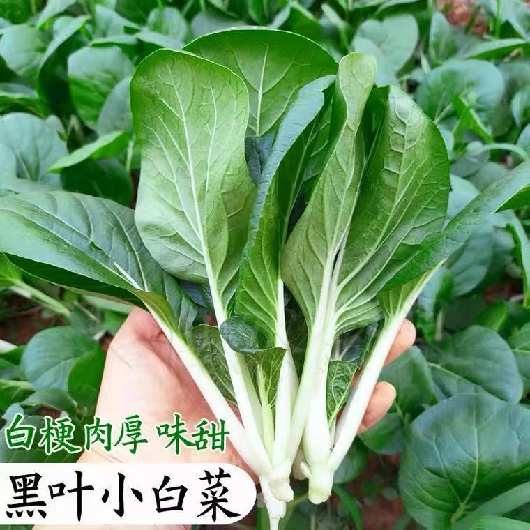 【四季高脚甜白菜种子】蔬菜种籽春夏秋冬季播高产高脚甜白菜种孑