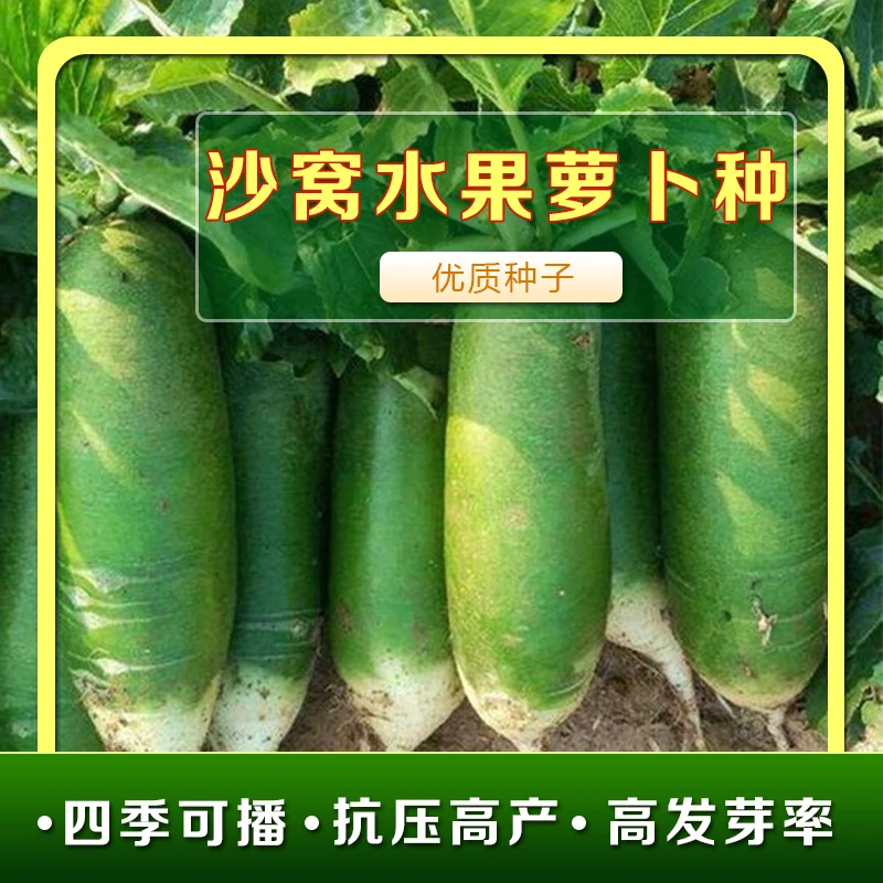 水果萝卜生吃甜脆新鲜沙窝萝卜正宗山东青萝卜蔬菜农科院基地