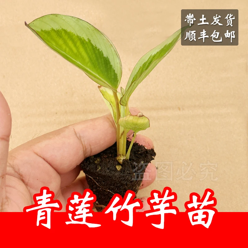 【顺丰包邮】高端青莲竹芋陶瓷盆栽美观办公室家居植物净化空气