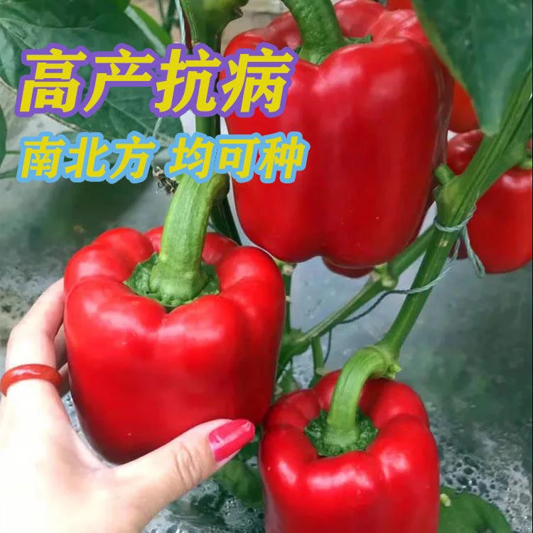 红彩椒种子红色灯笼椒种籽高产春秋季四季阳台庭院农家盆栽蔬菜种