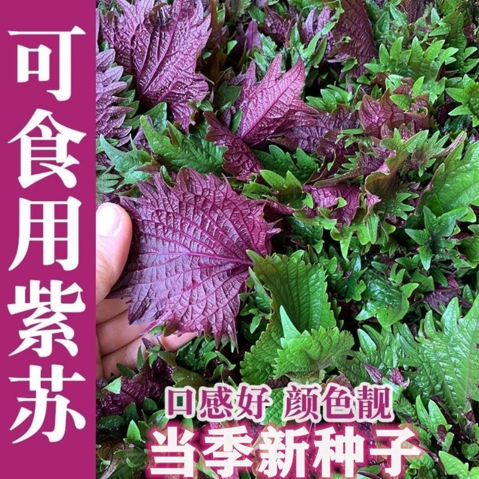 红紫苏种子紫叶苏调味料四季播种特菜野菜种高产易种蔬菜种子包邮