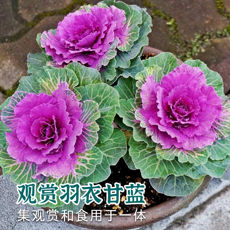日本羽衣甘蓝育苗种子苗食用种籽阳台孑四季盆栽雨衣容易抗寒红色