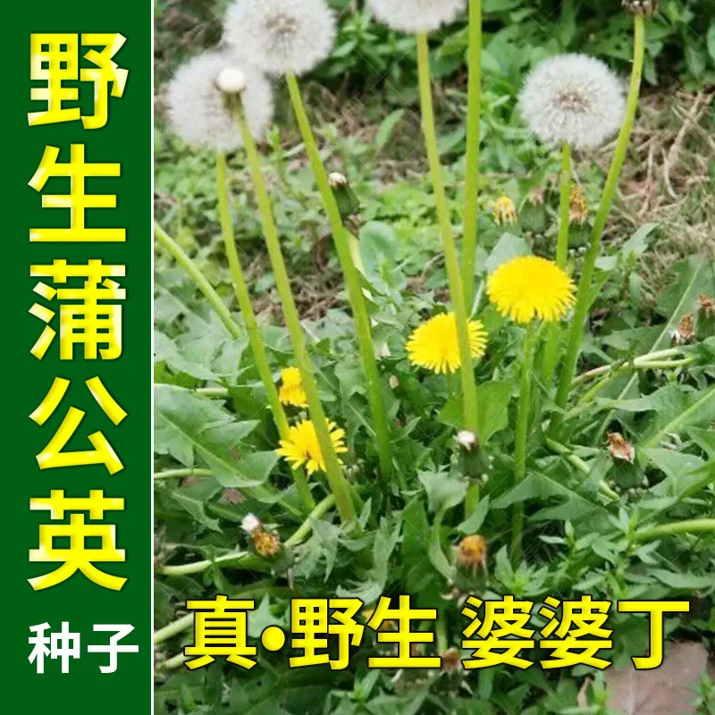 食用蒲公英种子婆婆丁根茶野菜种子四季阳台盆栽蔬菜种子野菜春天