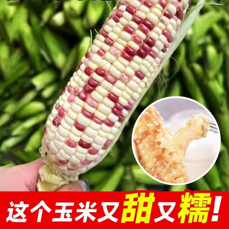 彩甜糯玉米种子 西星五彩鲜糯花甜糯大穗高产香甜粘鲜食玉米种籽