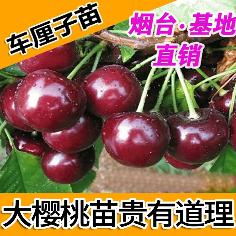 山东樱桃苗车厘子树苗盆栽北方南方可种美早大樱桃树苗俄罗斯8号