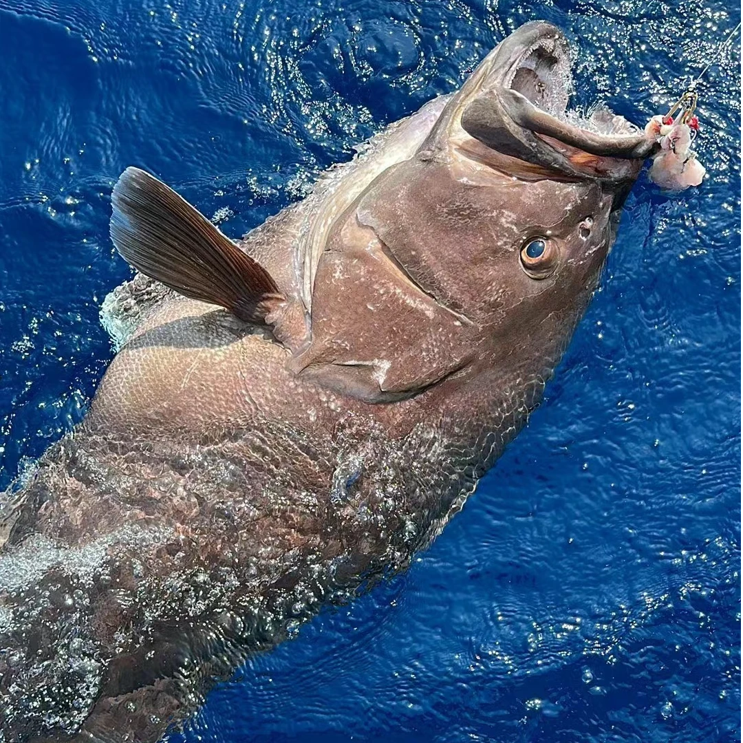 1野生海钓龙趸大石斑顺丰发货