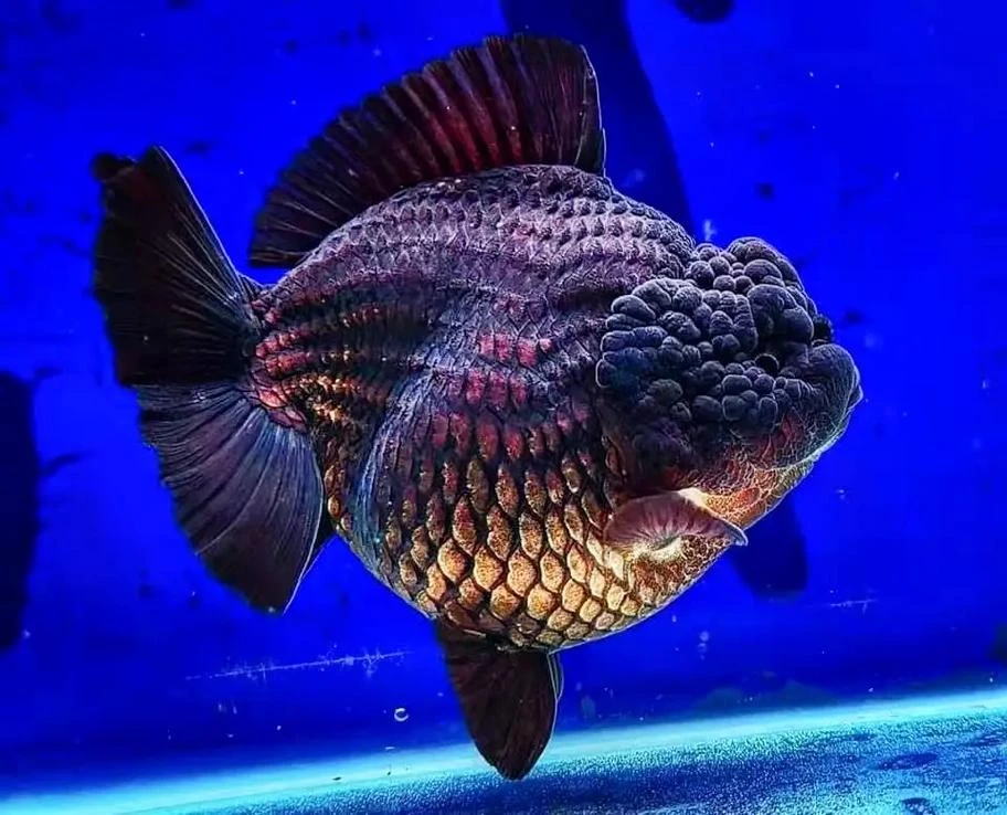 泰狮金鱼(偏远地区不包邮)
