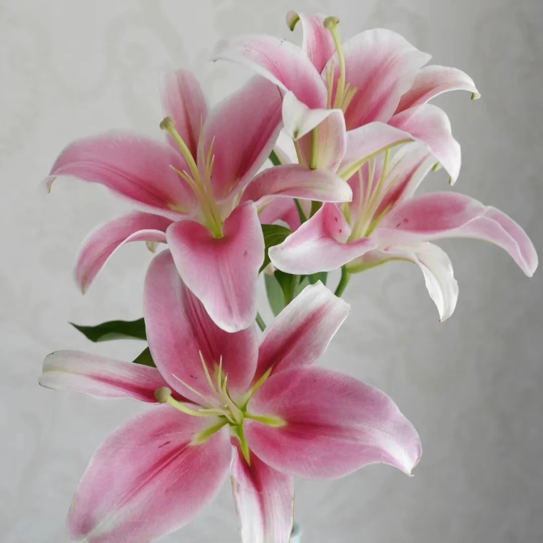 百合（普拉芬多）东北鲜花基地，现采现发