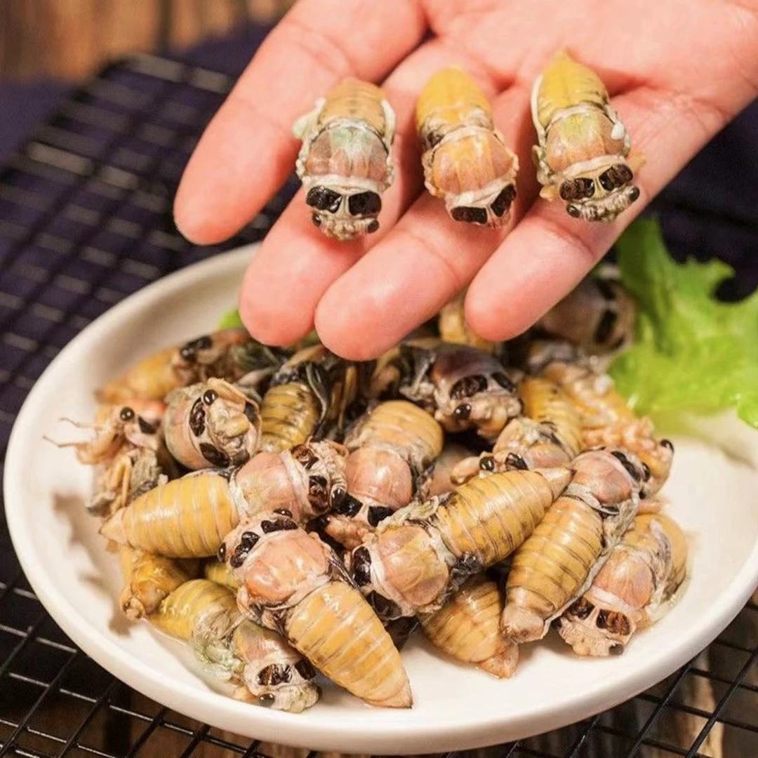 2024新鲜白蝉银蝉知了爬叉猴活体速冻金蝉-爬蚱龟 蛹营养美味食用