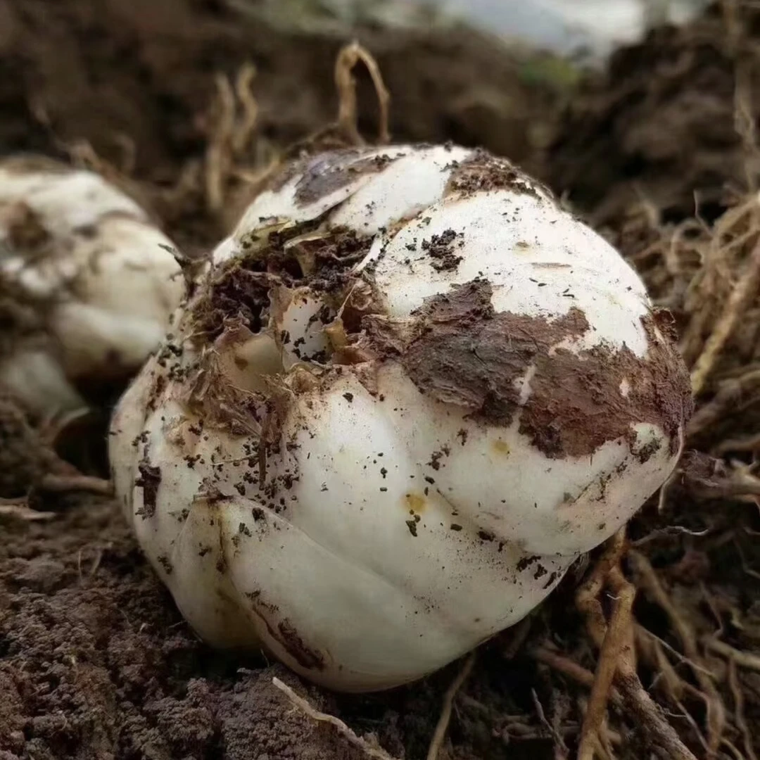 【小李力推】甘肃兰州鲜百合产地直发现挖现发