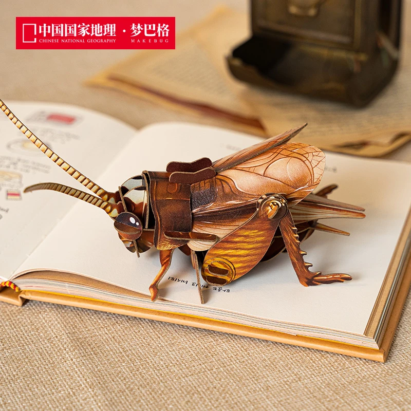 中国国家地理梦巴格 mini系列 黄脸油葫芦 昆虫纸模玩具 精美礼物