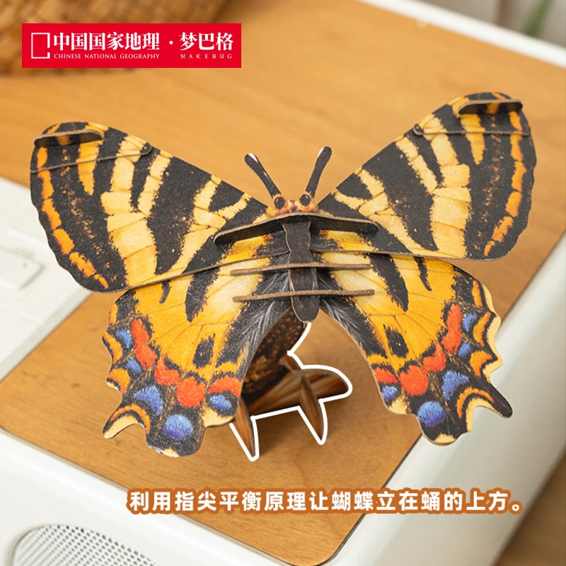 中华虎凤蝶(可更换)