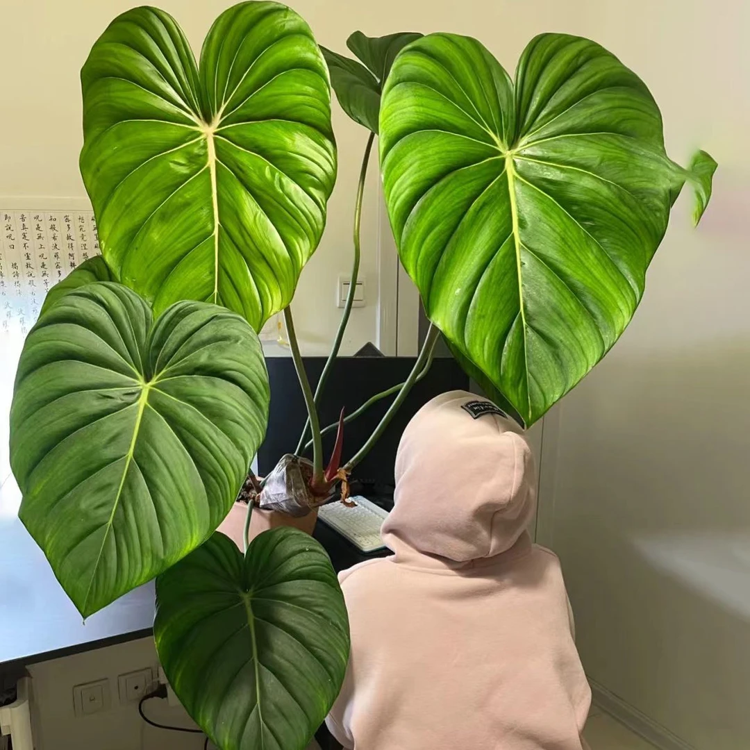 麦克道尔蔓绿绒Philodendron Mcdowell 丝绸感观叶明脉荣耀耐活
