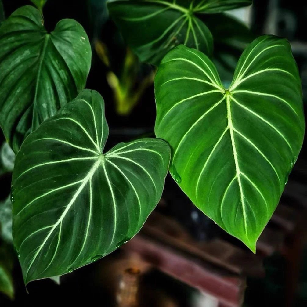 明脉蔓绿绒进口网红观叶盆栽绿植物阳台室内多年生耐阴耐热吸甲醛