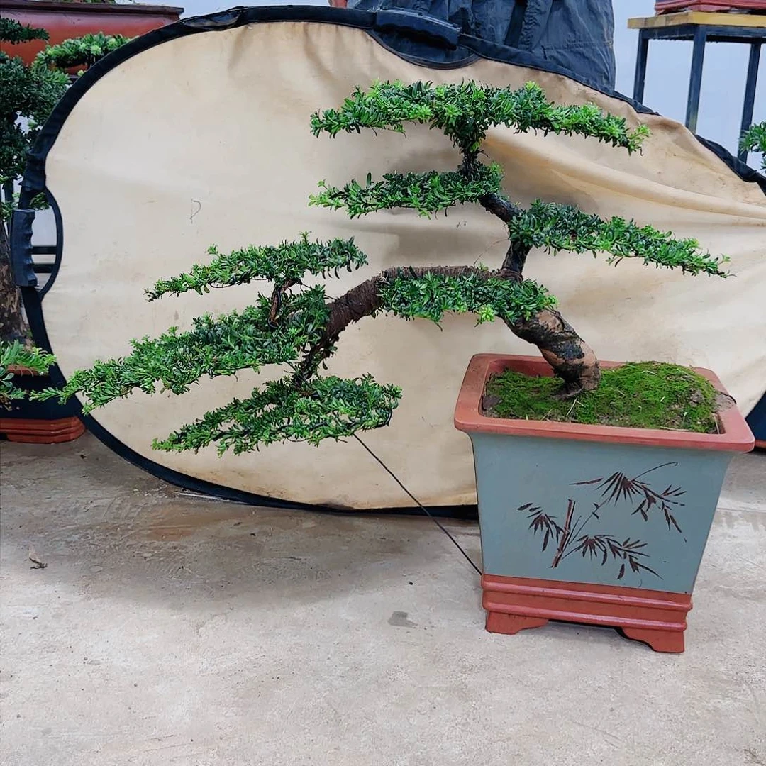 阿*盆景制作过程非常