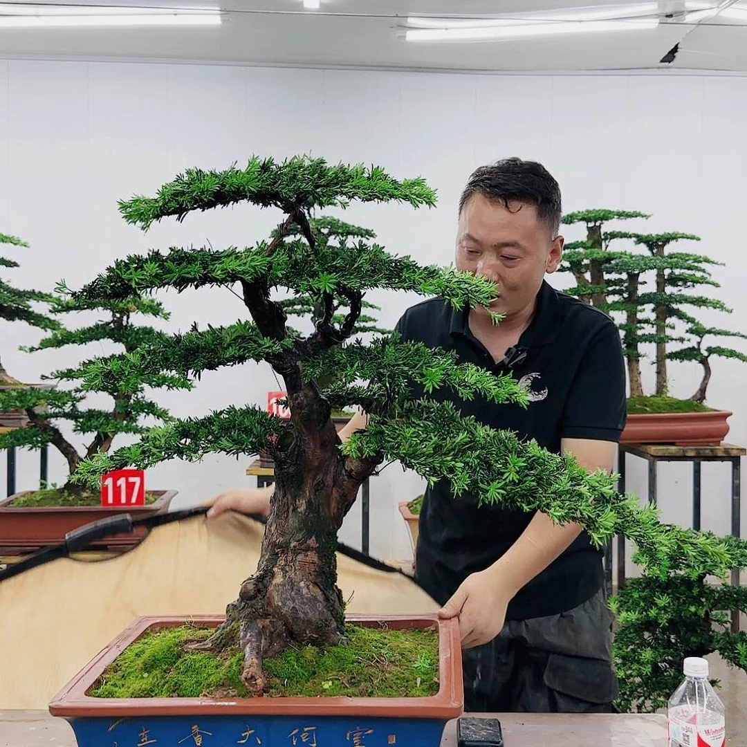 八*山盆景制作过程非常