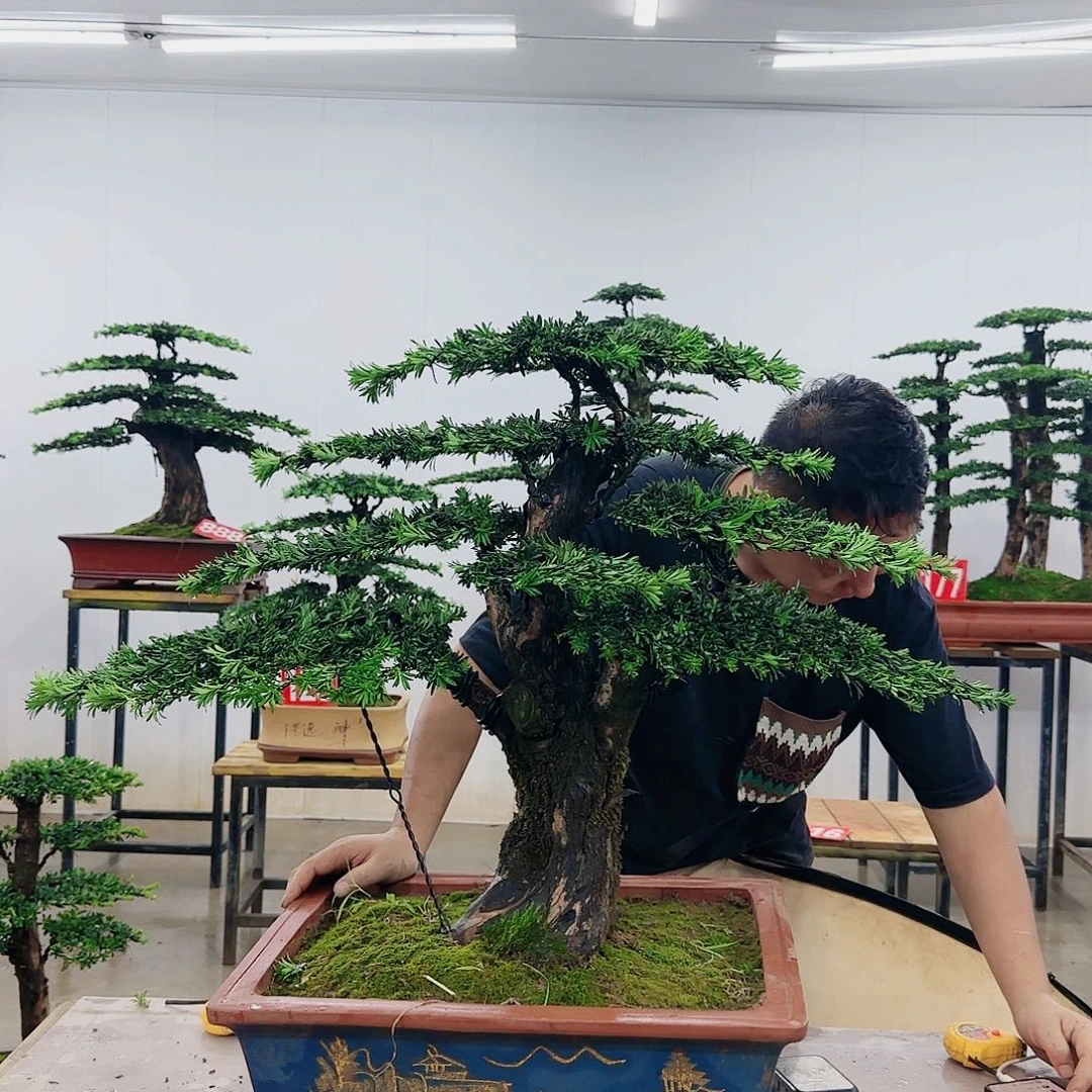宋*盆景制作过程非常