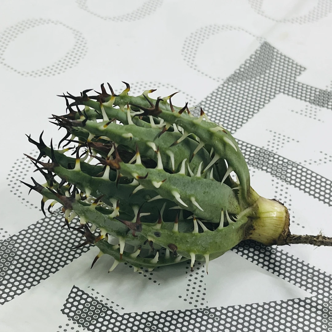 【临安木府】刺芦荟黑魔殿Aloe erinacea侧芽带根脱土随机发货