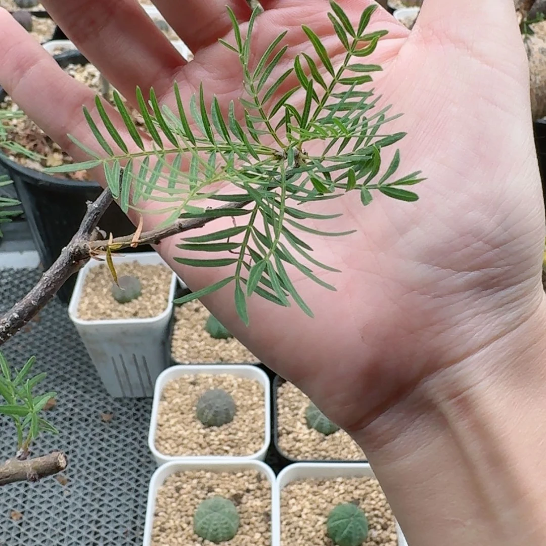 【闪购商品】老板赞助的加莱奥裂榄