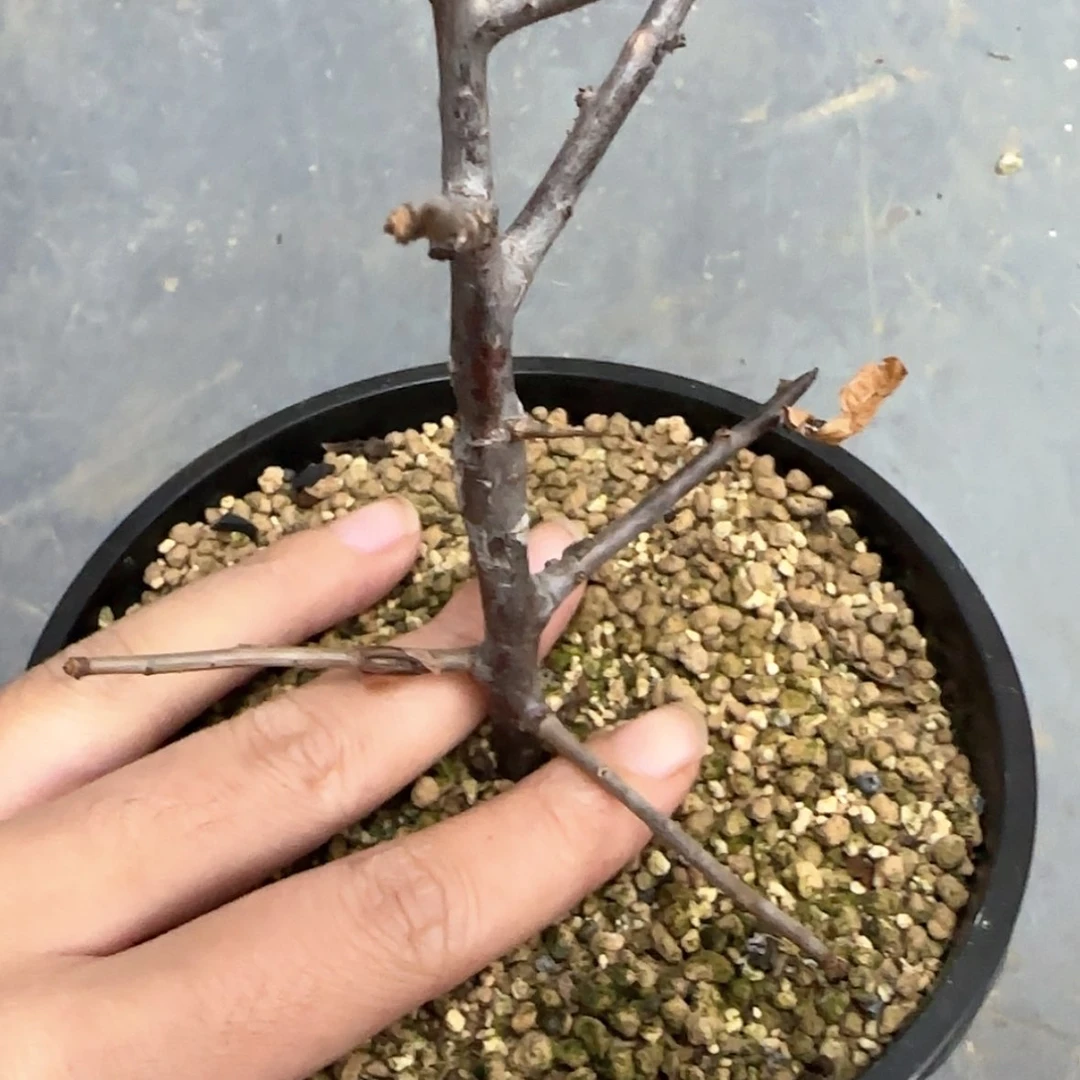 【闪购商品】齿叶没药