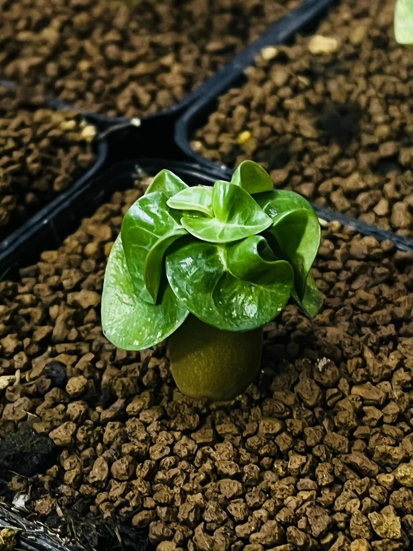 【临安木府】卡汗卷叶羊角沙漠玫瑰Adenium Khao籽播实生带盆土发货