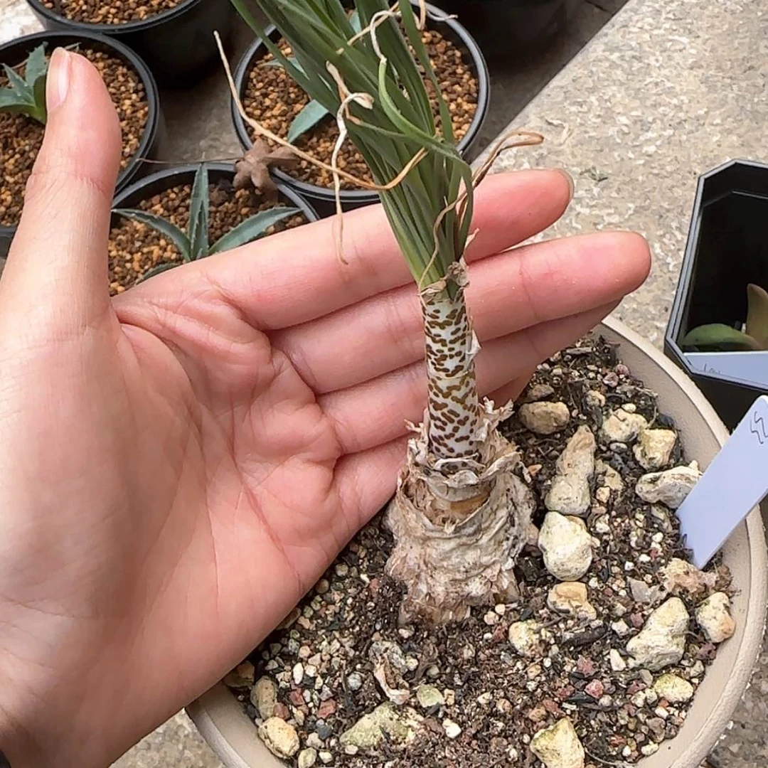 【闪购商品】33哈哈哈哈哈哈哈哈哈哈哈哈