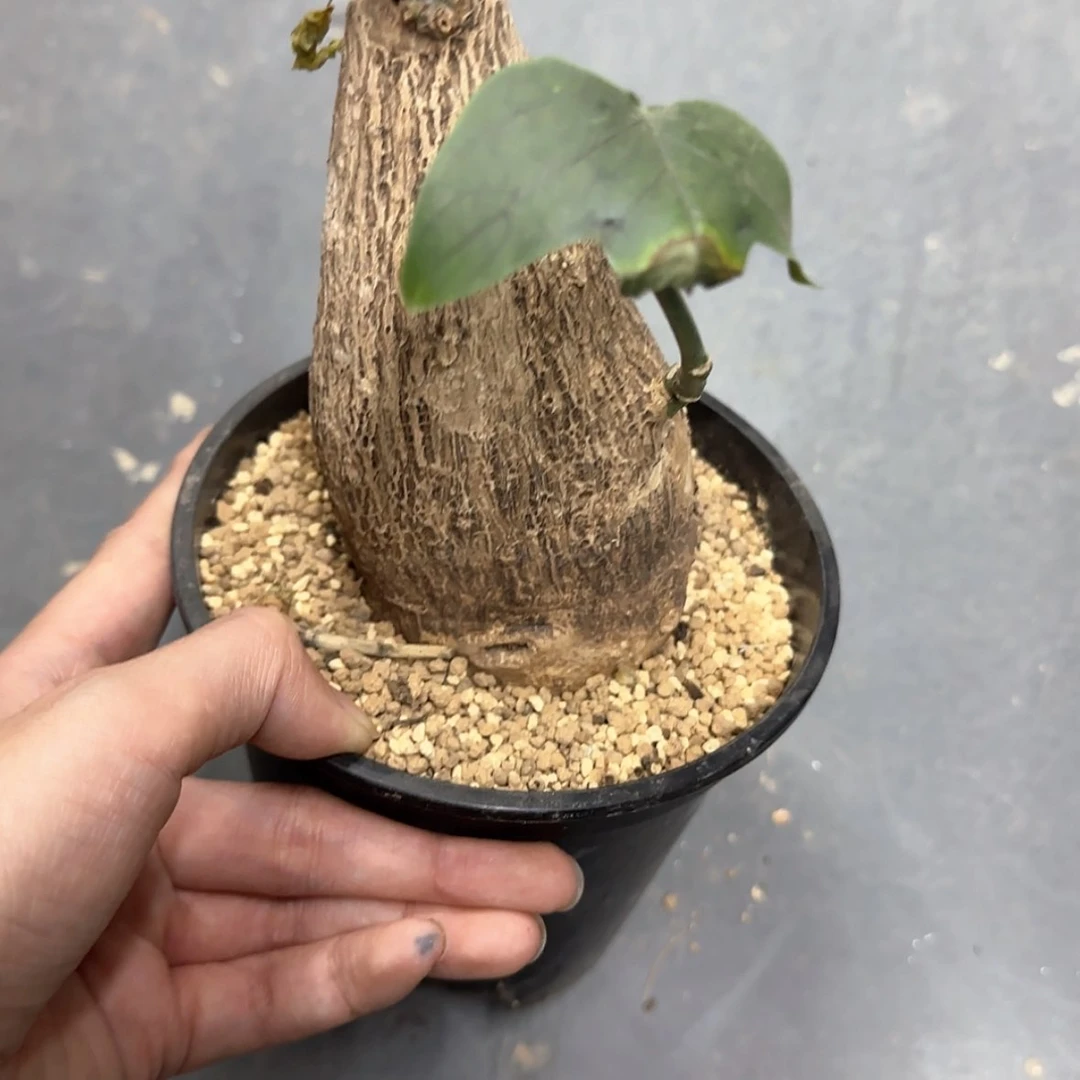 【闪购商品】斯里兰卡腺蔓