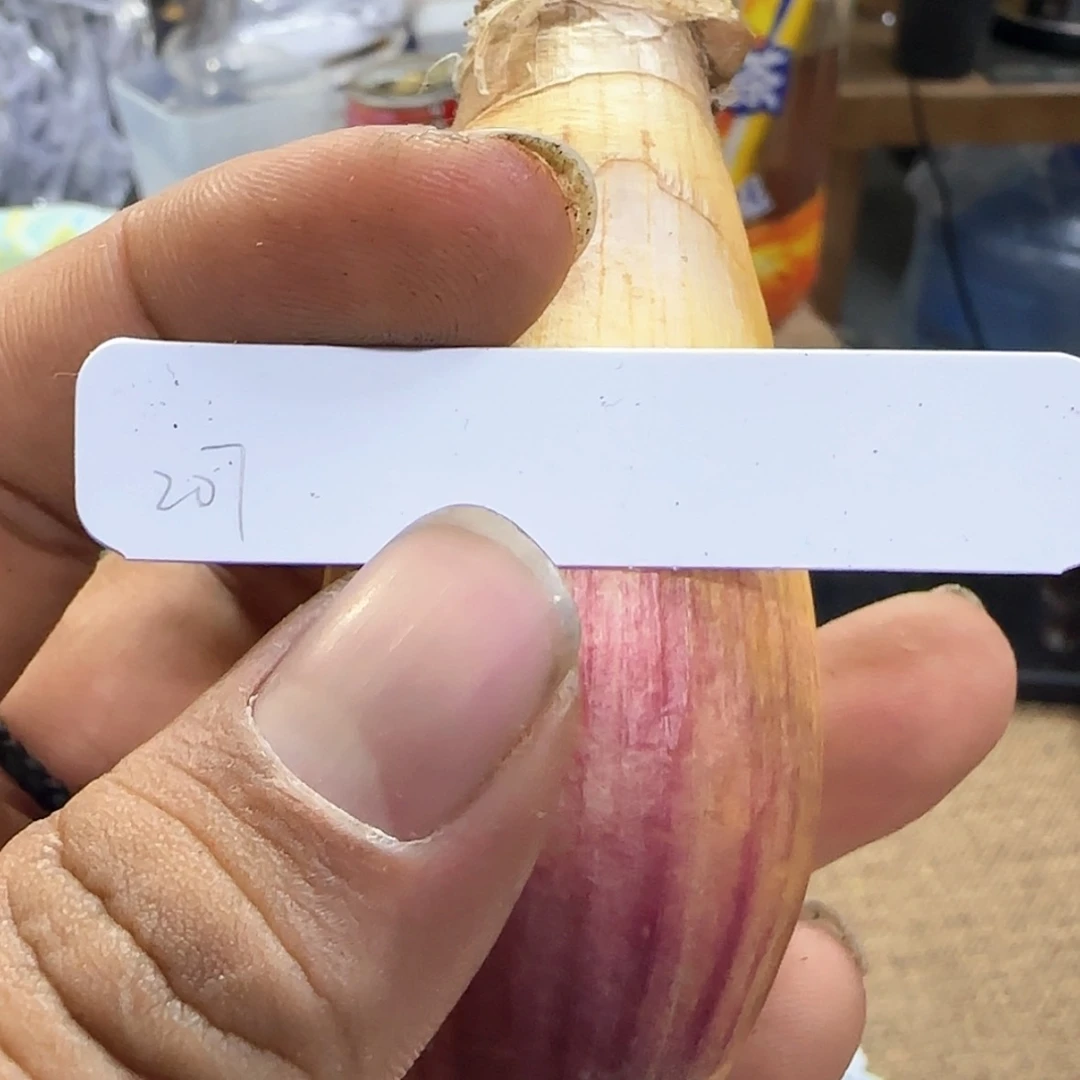【闪购商品】207巨凤之卵