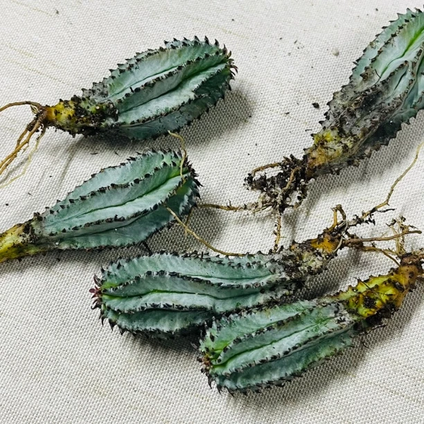 【临安木府】白衣魁伟玉大戟科Horrida white form侧芽自根随机发货