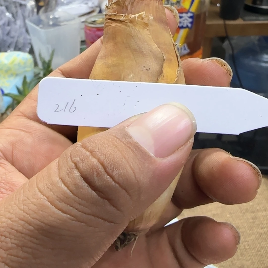 【闪购商品】216巨凤之卵