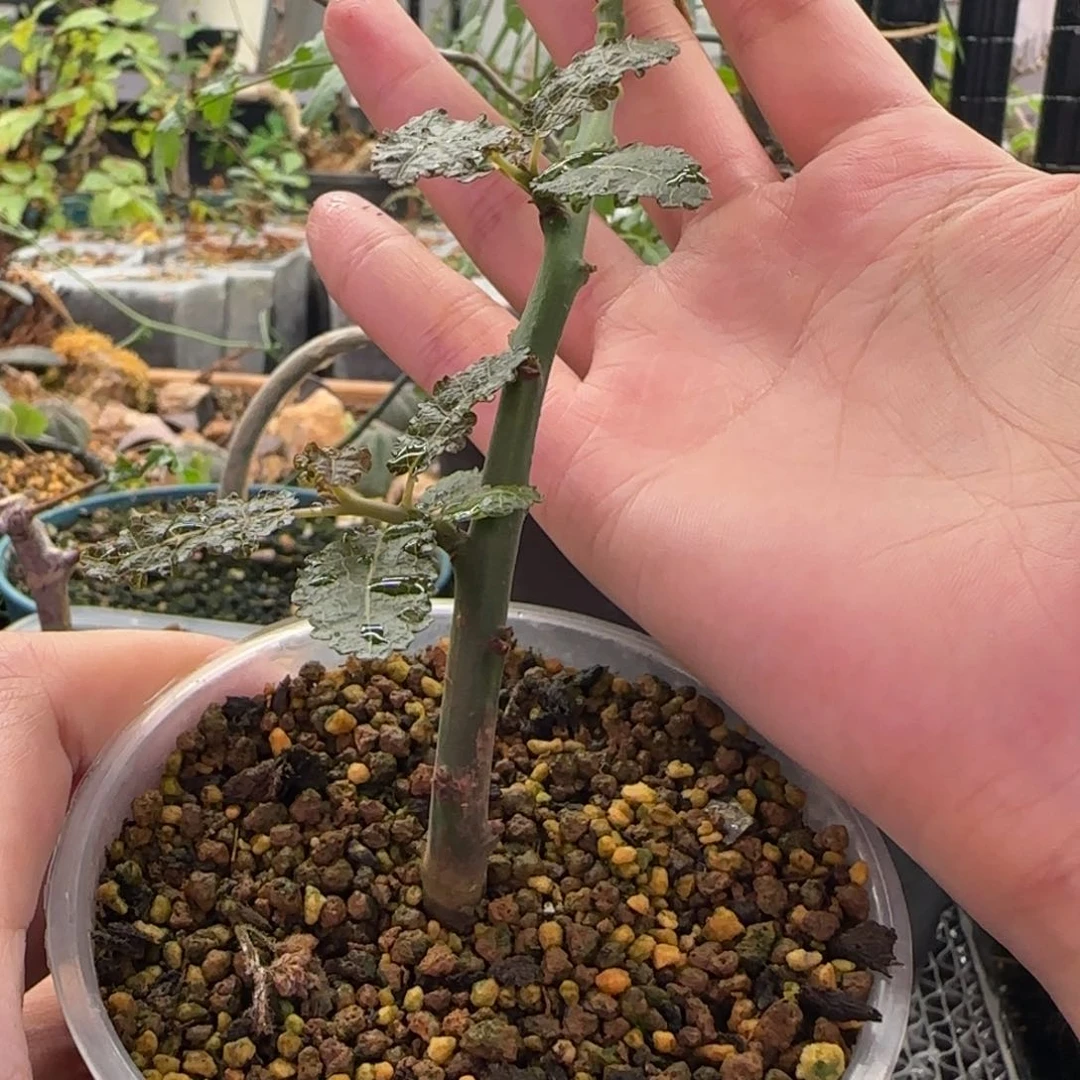 ?***象1154娜娜香香