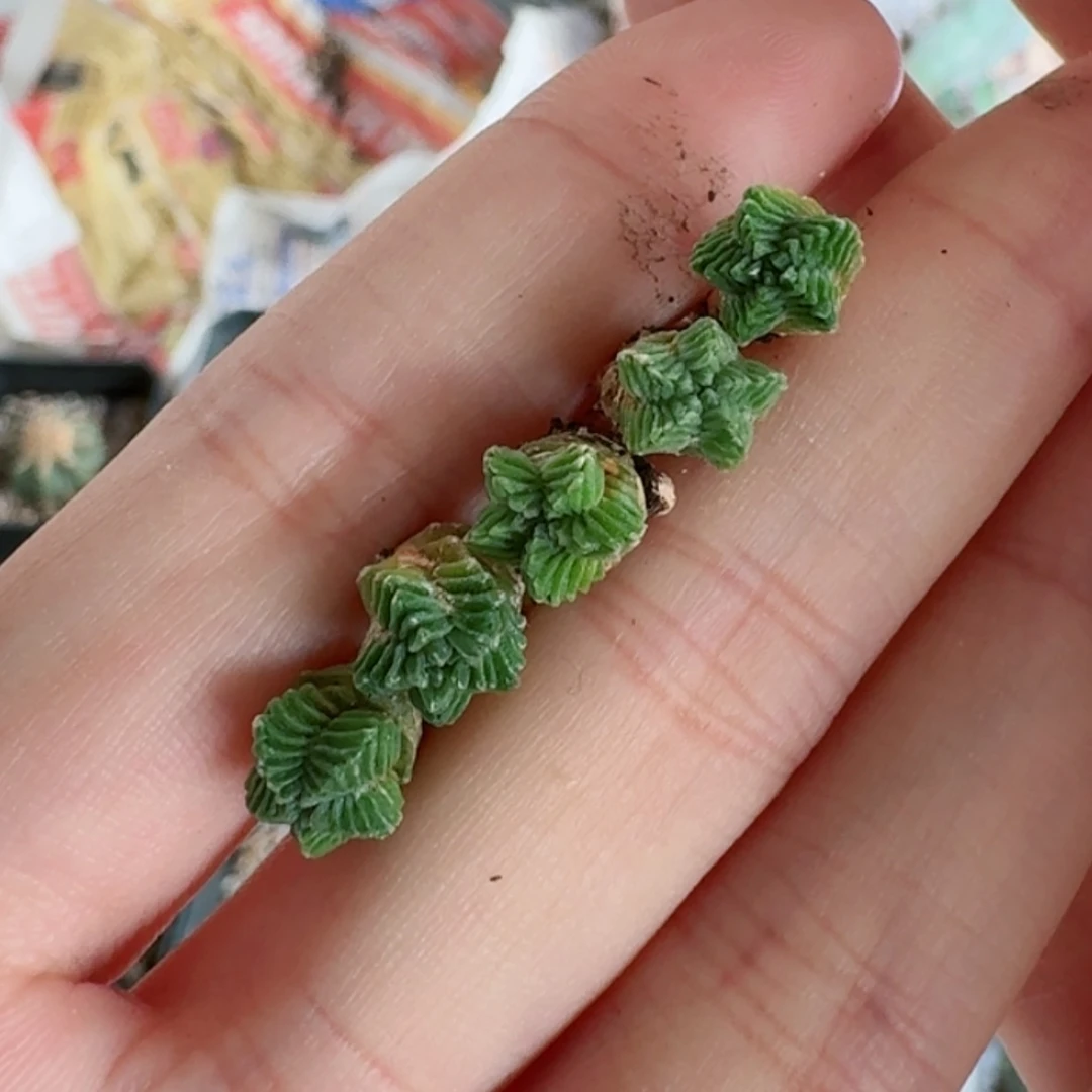 【闪购商品】实生五星花笼哈哈哈