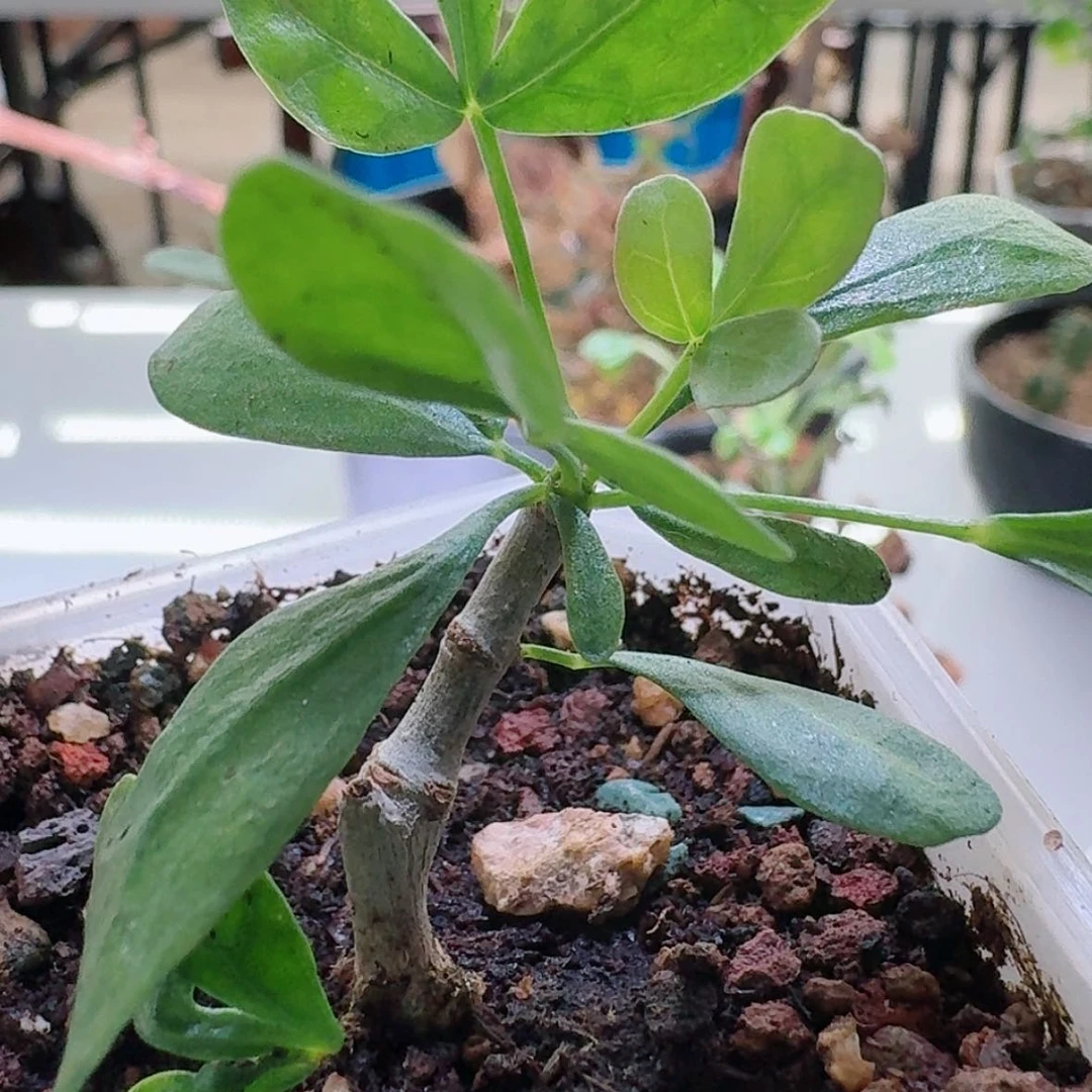 【闪购商品】Om没药橄榄哈哈