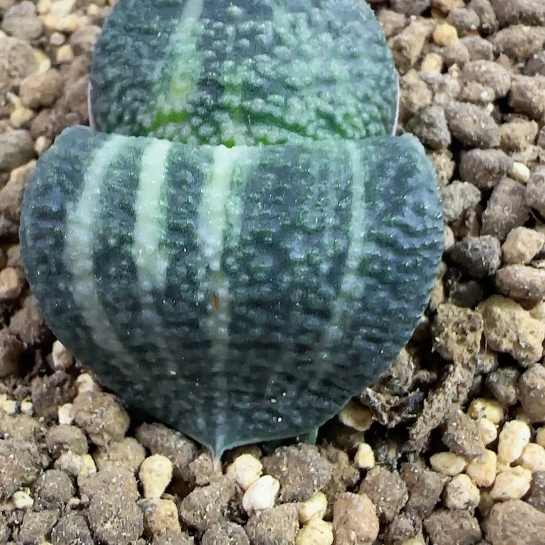 【闪购商品】472卧牛锦