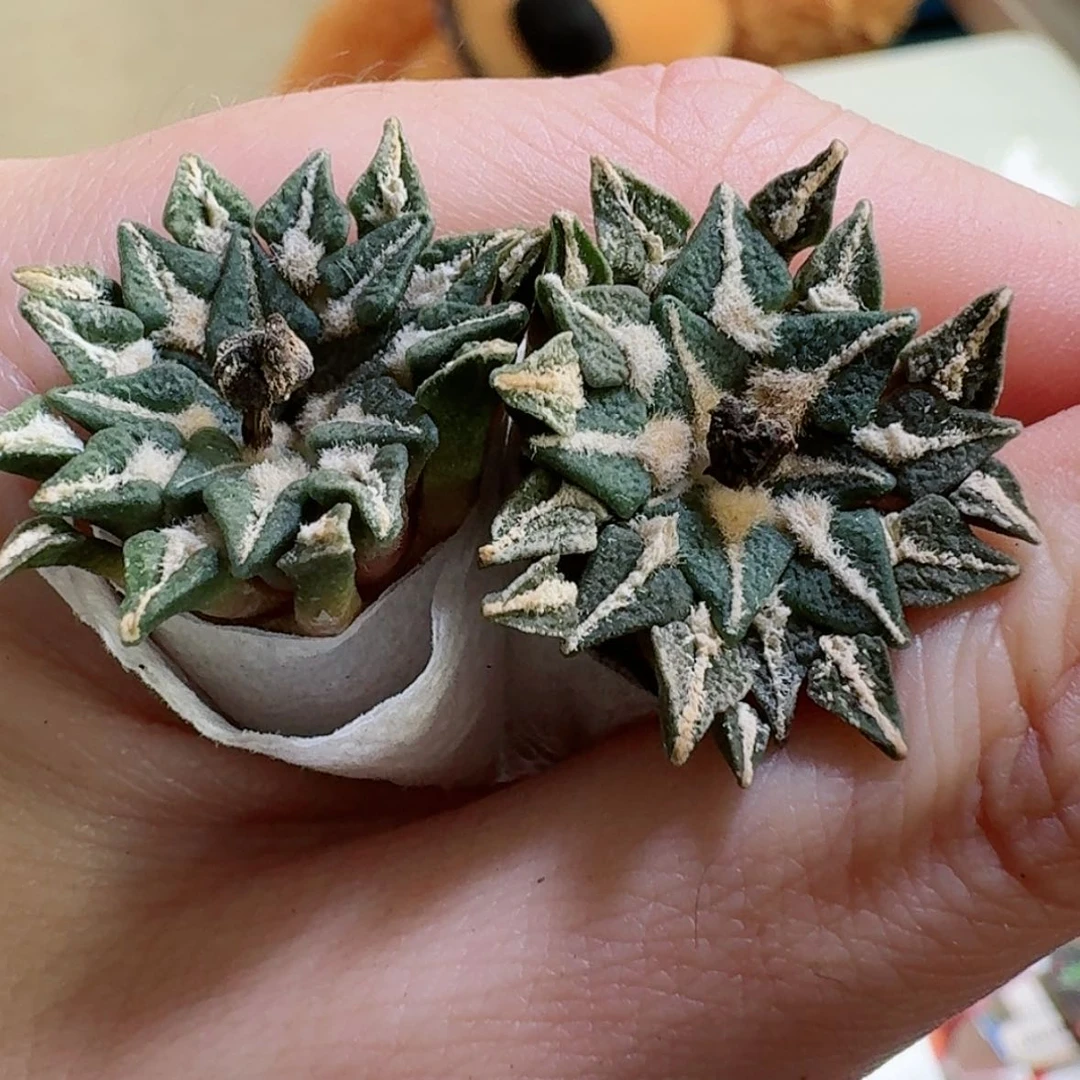 【闪购商品】13可能是象足黑欧货