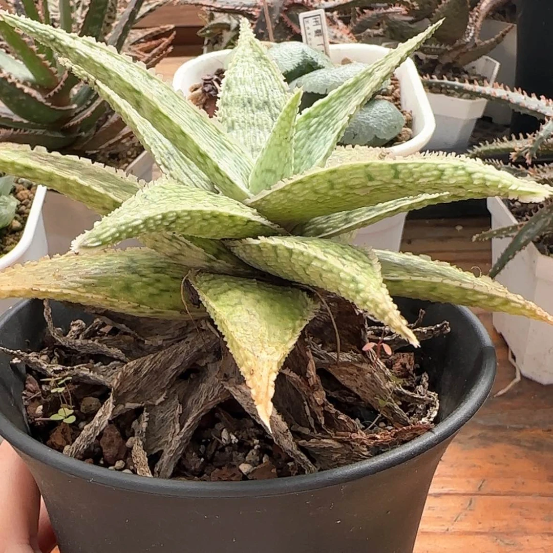 【闪购商品】芦荟8888888