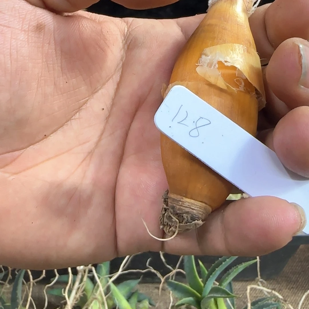 【闪购商品】128巨凤之卵