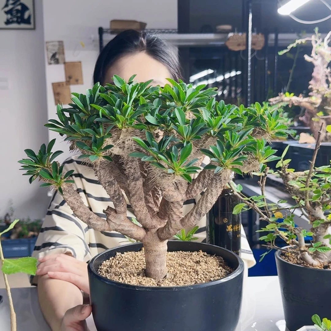 【闪购商品】鬼泣阁大戟养定738383