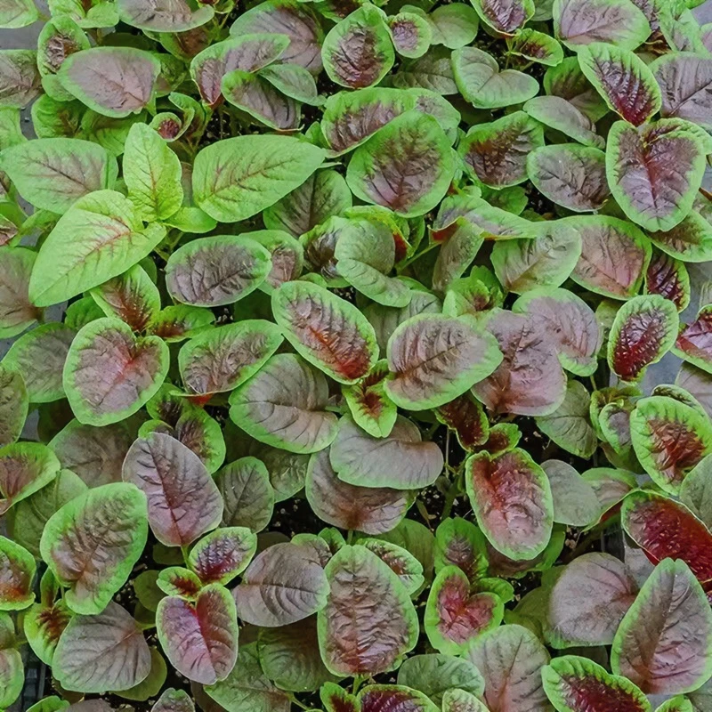 苋菜种子汉菜种子正宗四季原装简单种植生长播种发芽抗病使用移栽