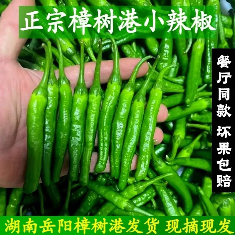 湖南特产顺丰包邮薄皮青辣椒正宗樟树港辣椒新鲜小青椒现摘现发