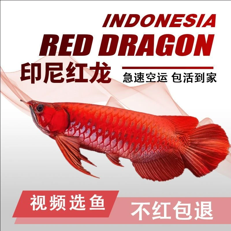 【直播福利】顺誉龍宫超血红龙鱼苗纯血金龙鱼大型淡水热带鱼观赏鱼