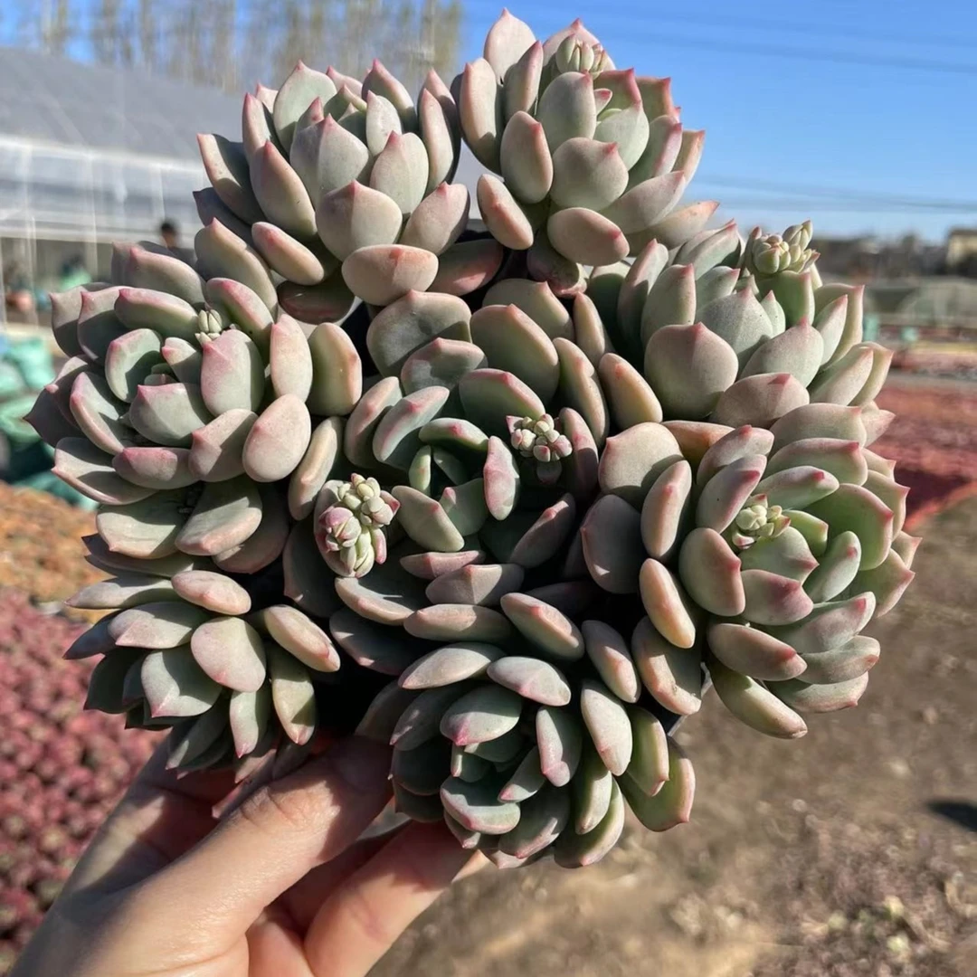 蜜桃格林 多肉植物 满19包邮 以直播间展示为准