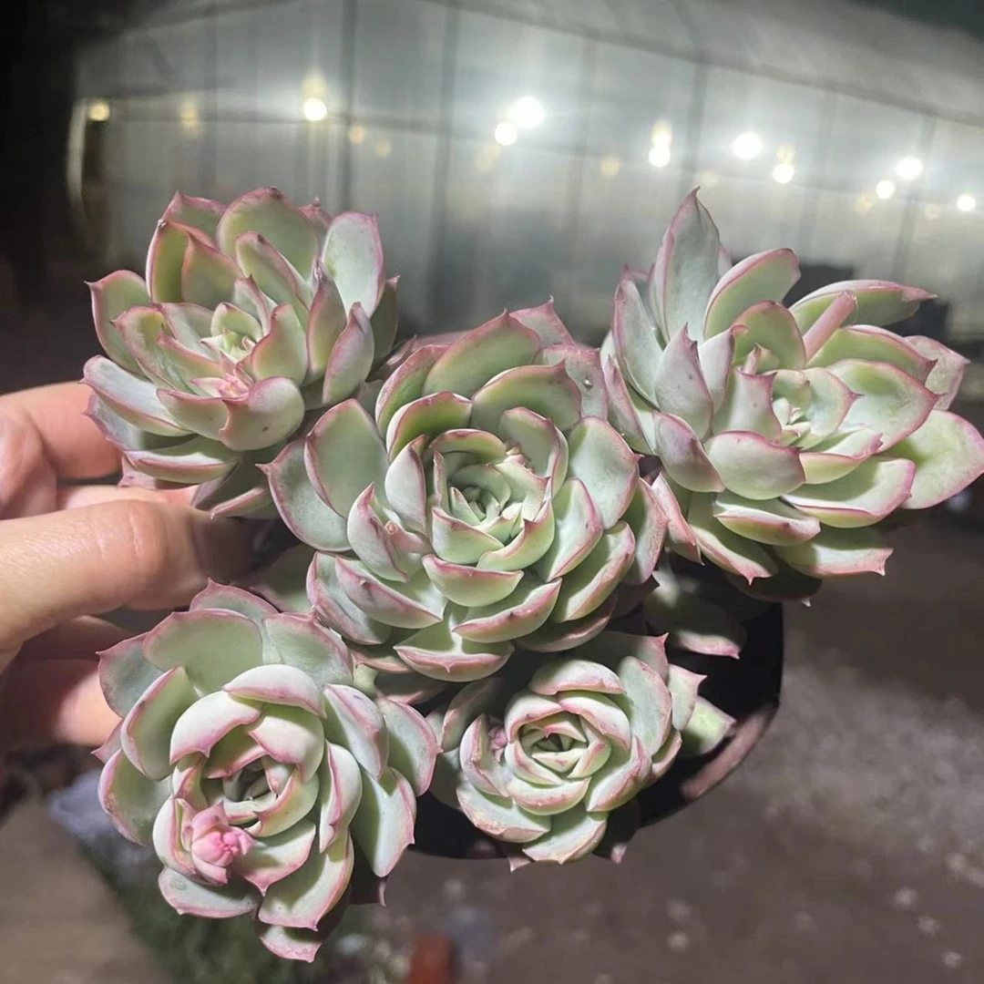 月光女神 多肉植物 满19包邮 以直播间展示为准