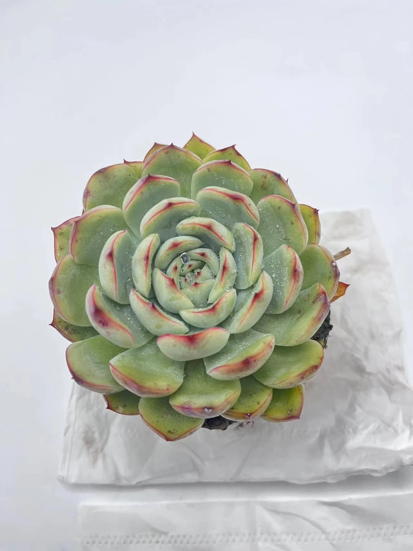 荷花 多肉植物 满19包邮 以直播间展示为准