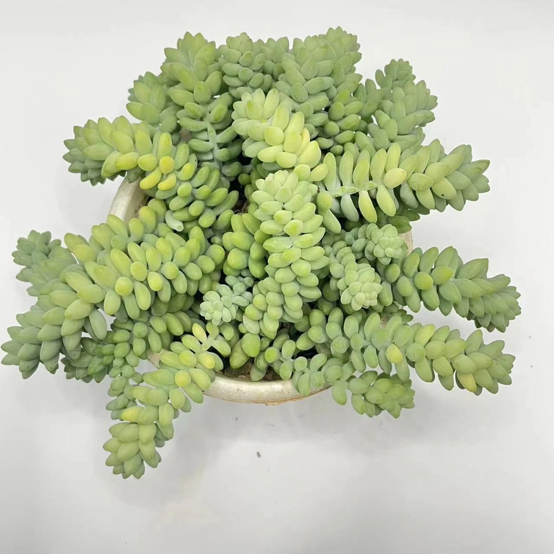 玉坠 多肉植物 云南基地直发新手养肉放阳台好养活 彩虹色 长辫子