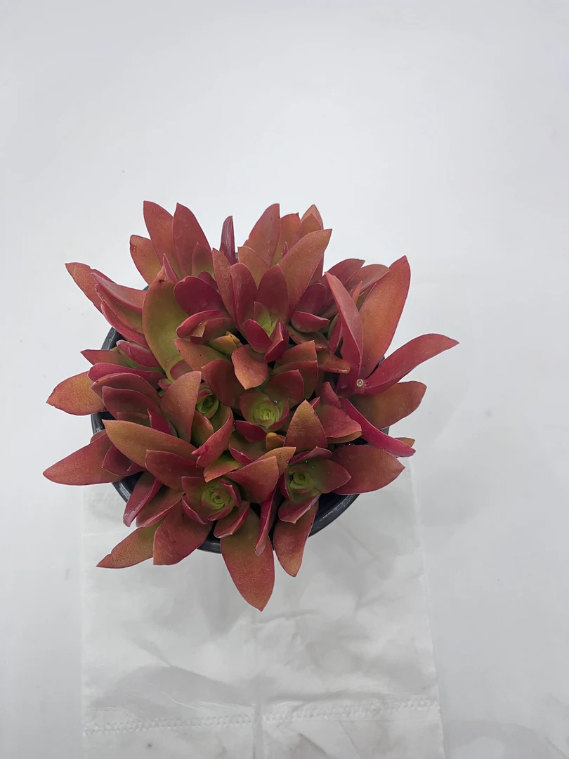 新玫瑰火炬 多肉植物 满19包邮 以直播间展示为准