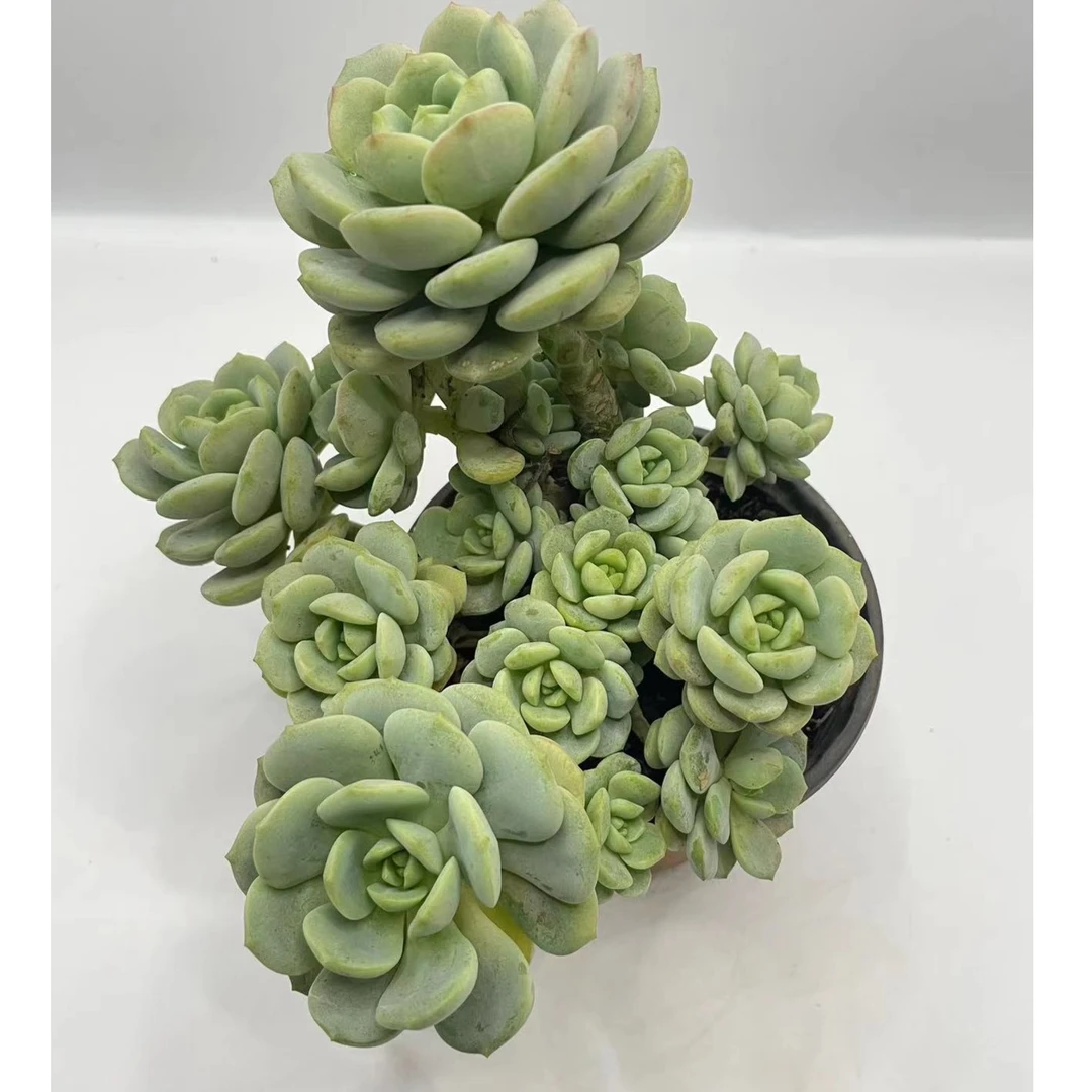 香草 多肉植物 云南基地直发新手养肉放阳台好养活 胖乎乎果冻色