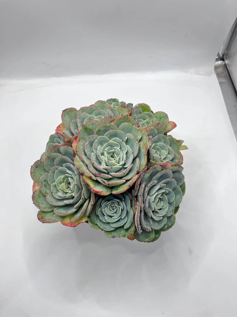 奶油黄桃 多肉植物 满19包邮 以直播间展示为准