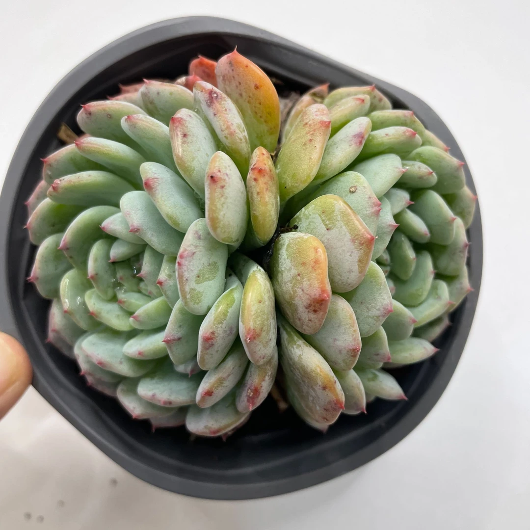 白胖子 多肉植物 云南基地直发以直播间展示为准 精品小肉肉