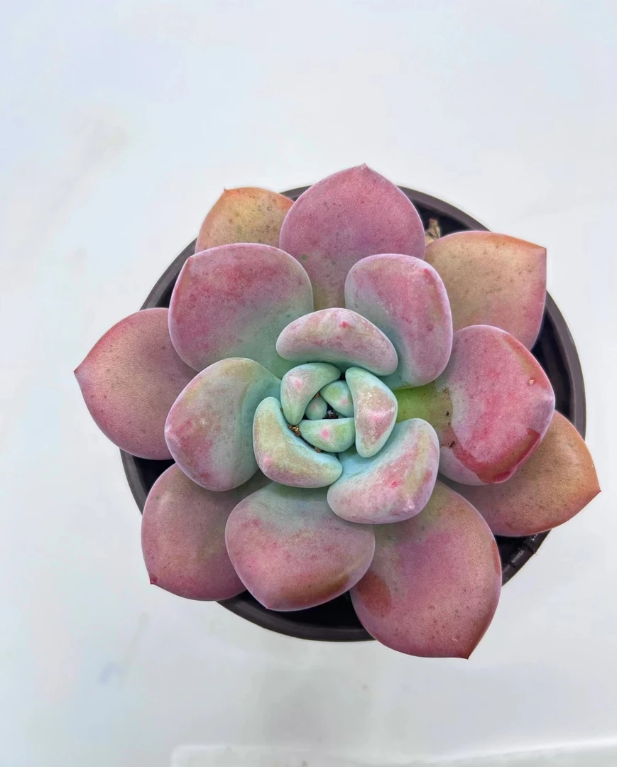 奥普琳娜多肉植物云南辉哥多肉新手好养活
